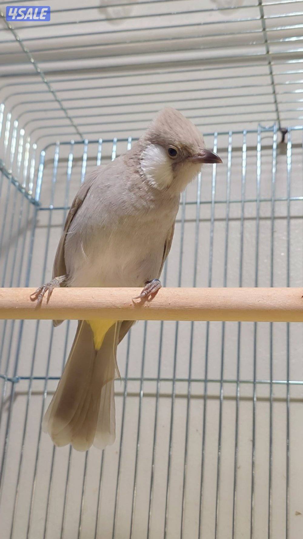 بلبل عراقي ربوة قفص0