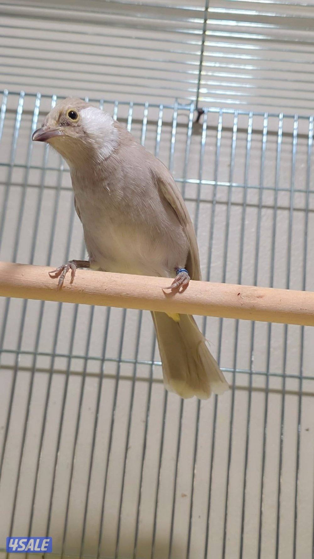 بلبل عراقي ربوة قفص2