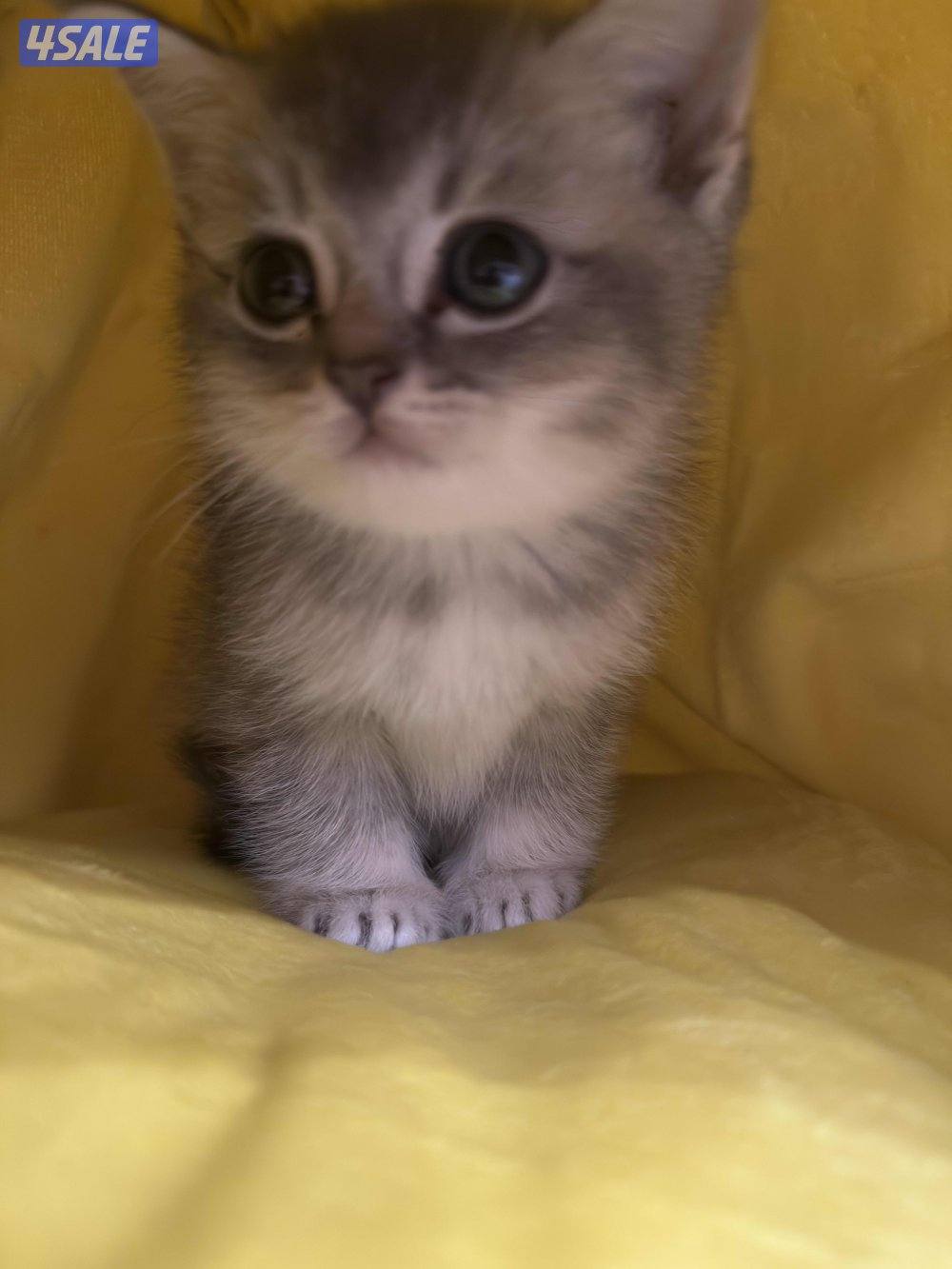 بيور برتش شورت هير0