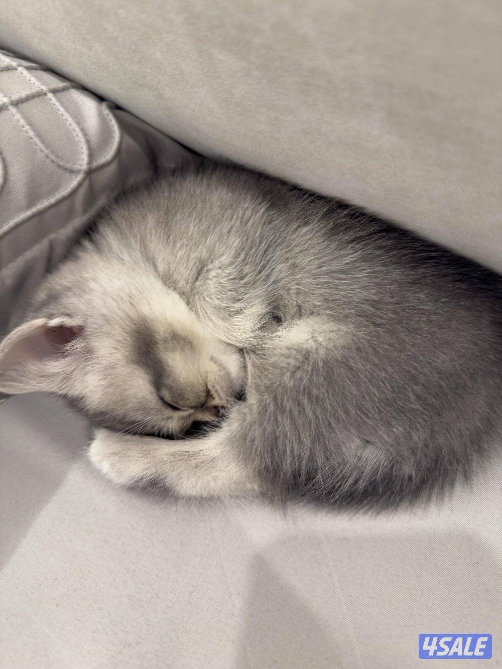 بيور برتش شورت هير1