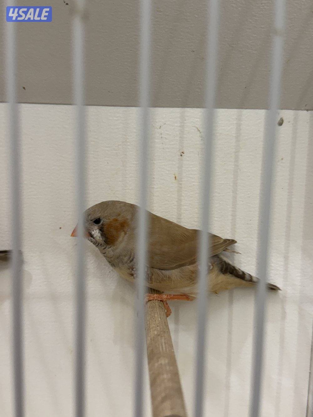 فحلين فاون الأنكلش.. أحجام متوسطه حلقه 26 والثاني طافه التحجيل2