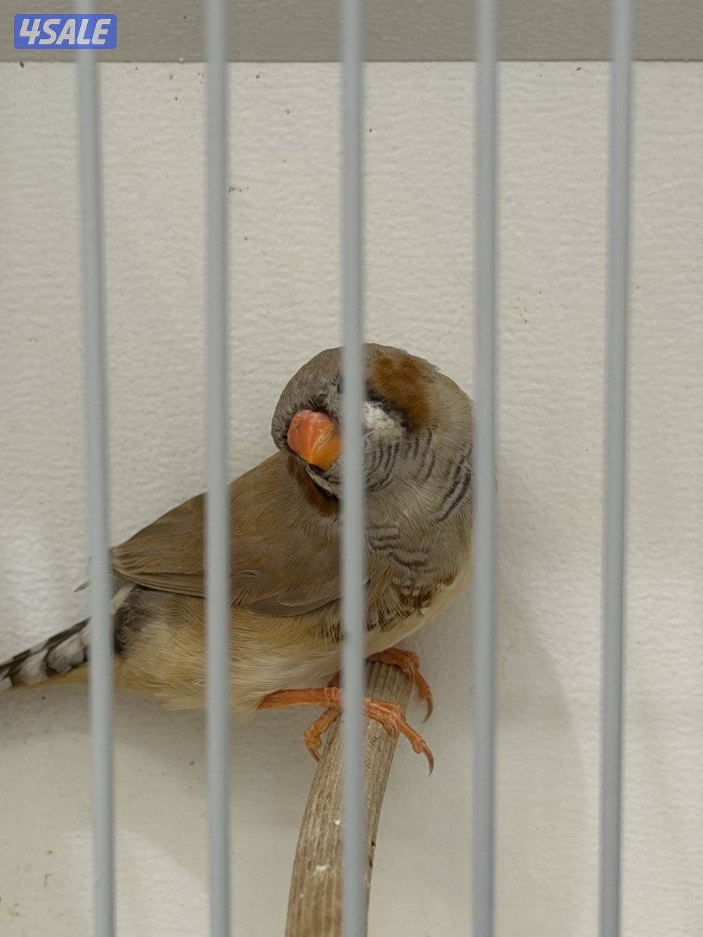 فحلين فاون الأنكلش.. أحجام متوسطه حلقه 26 والثاني طافه التحجيل3