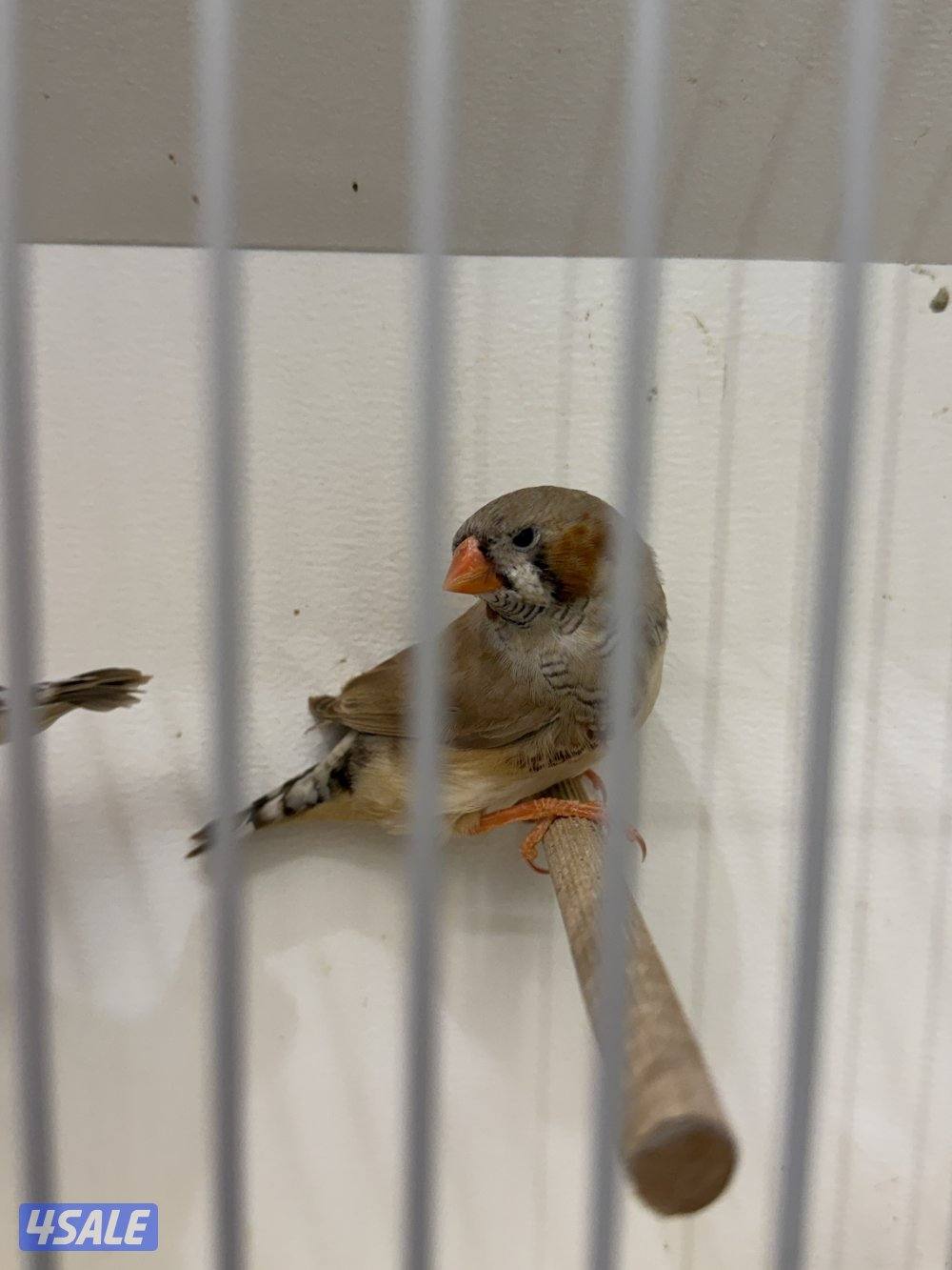 فحلين فاون الأنكلش.. أحجام متوسطه حلقه 26 والثاني طافه التحجيل4