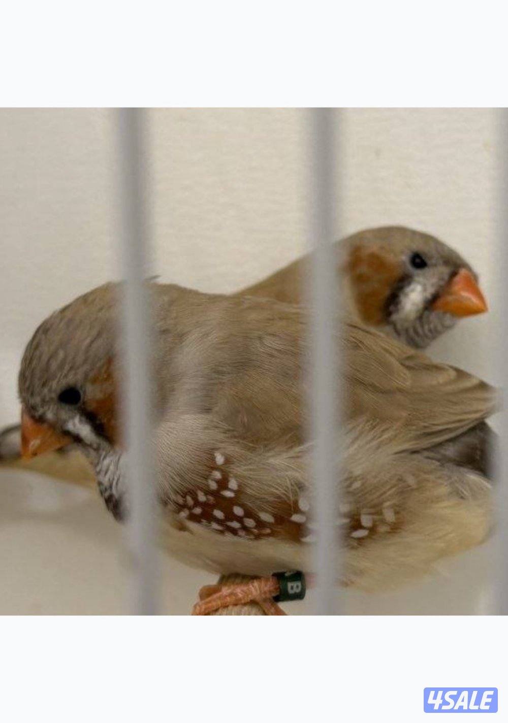 فحلين فاون الأنكلش.. أحجام متوسطه حلقه 26 والثاني طافه التحجيل0