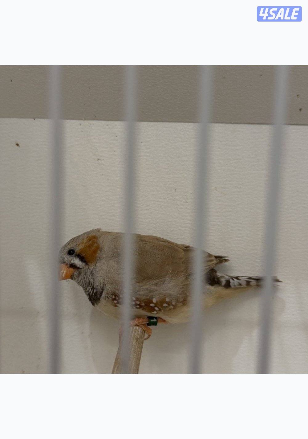 فحلين فاون الأنكلش.. أحجام متوسطه حلقه 26 والثاني طافه التحجيل1