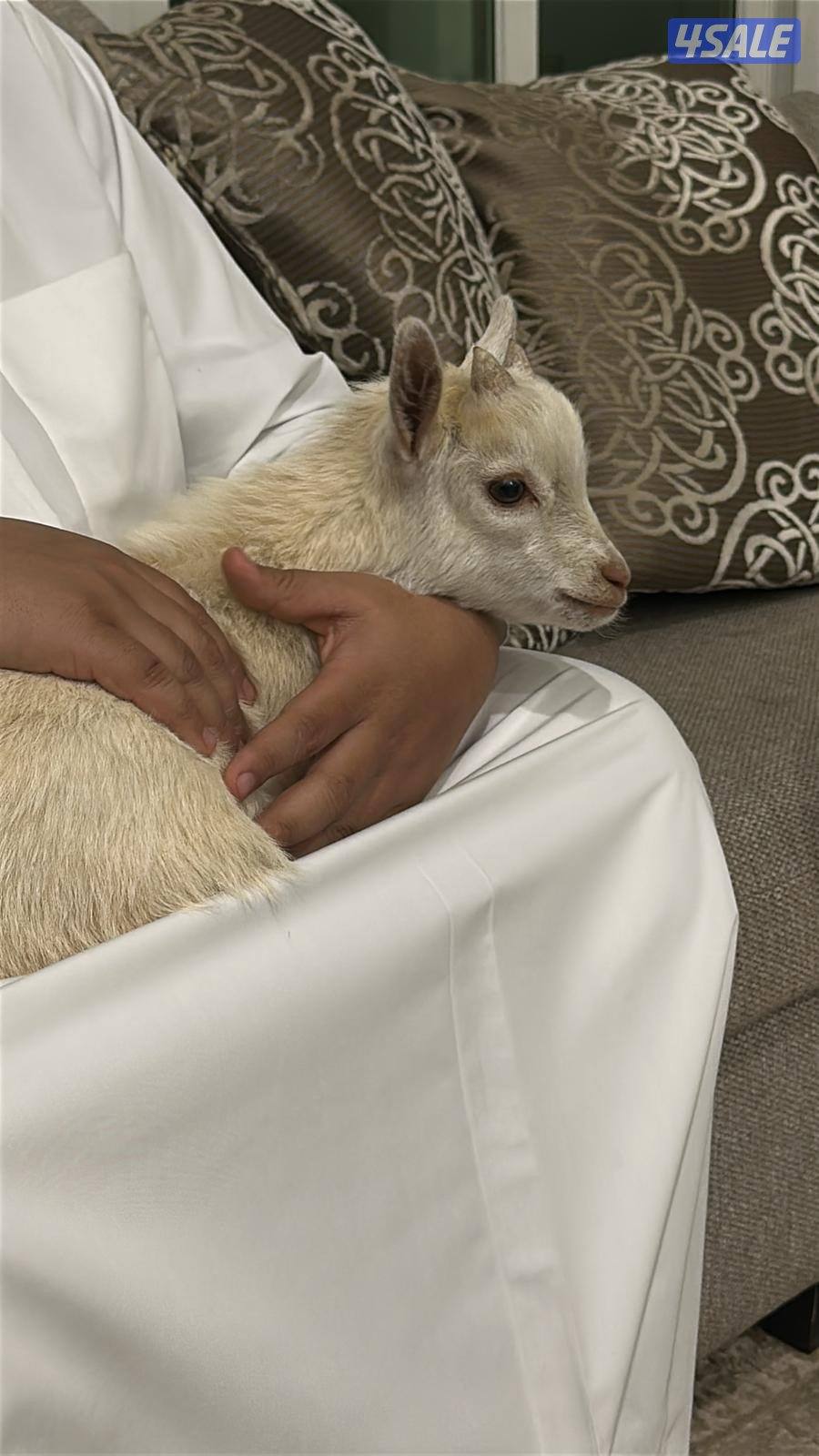 للبيع تيس جيكي0