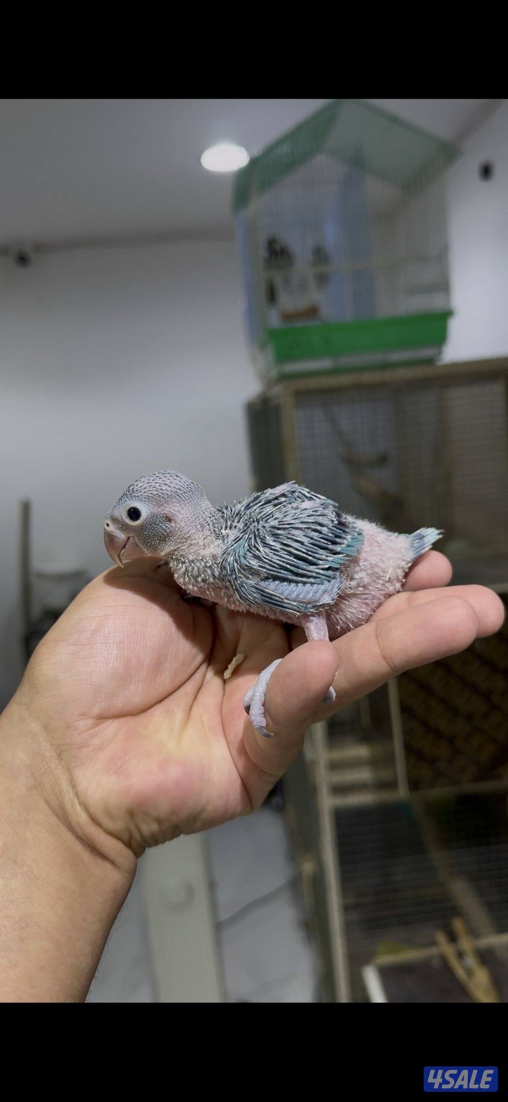 🐣طيور ناطقة🐣5