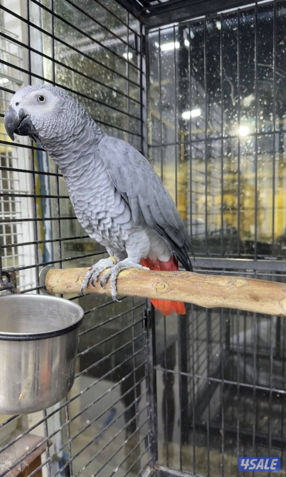 كاسكو افريقي ربوة حجم جامبو0