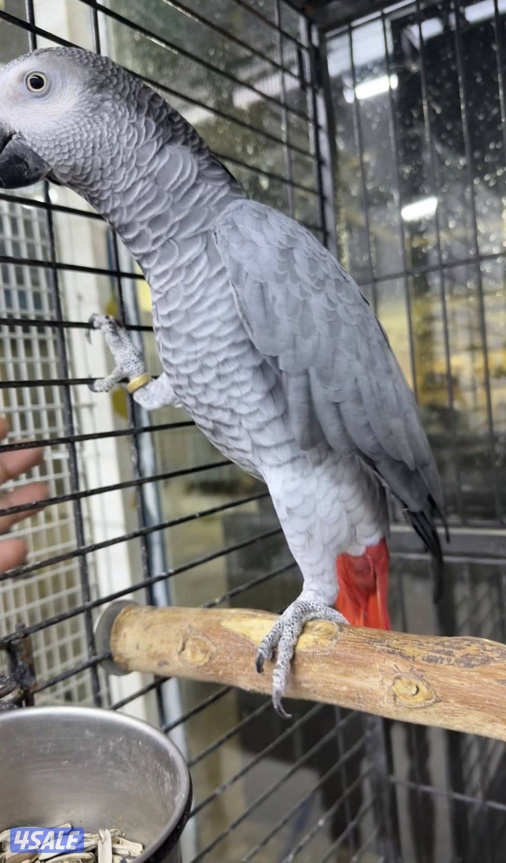 كاسكو افريقي ربوة حجم جامبو1