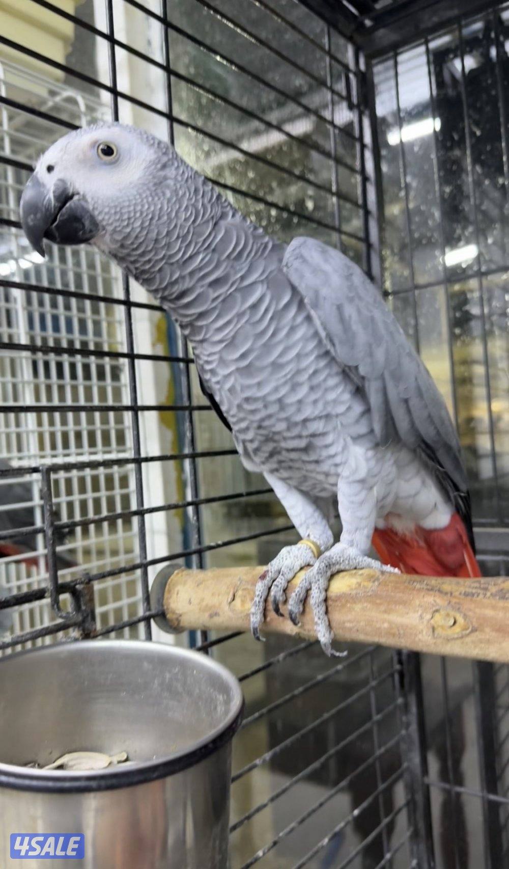 كاسكو افريقي ربوة حجم جامبو2