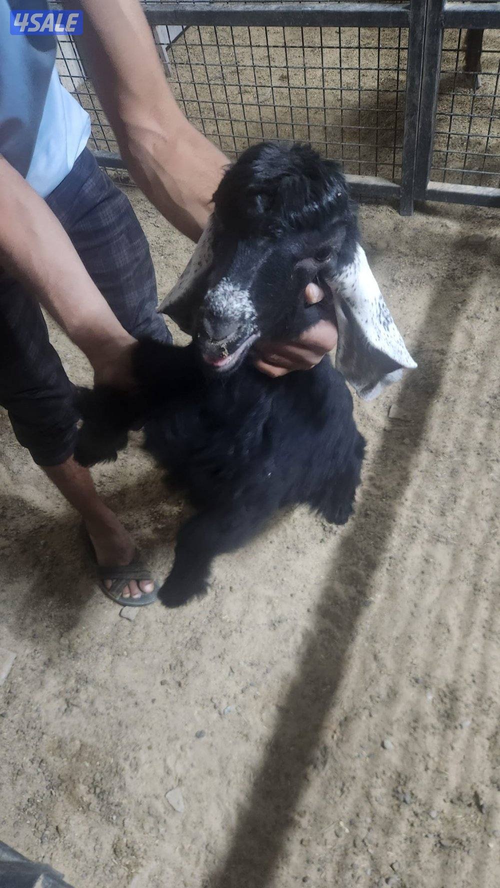 للبيع عوارض متاويم0