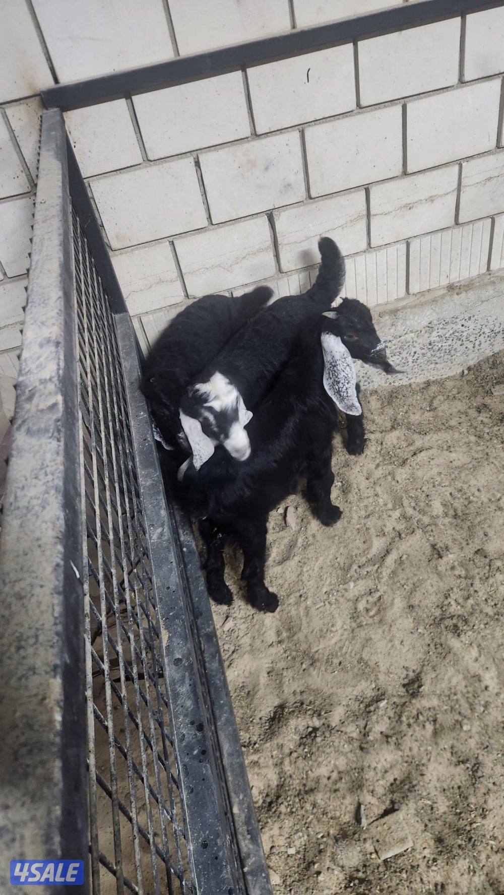 للبيع عوارض متاويم1