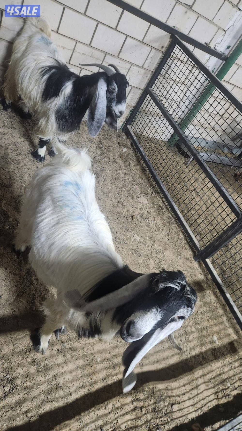 للبيع عوارض متاويم2