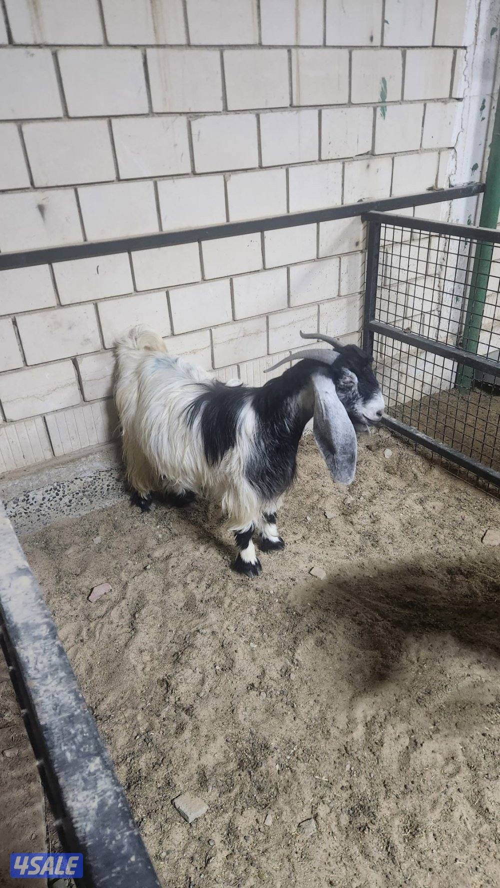 للبيع عوارض متاويم3