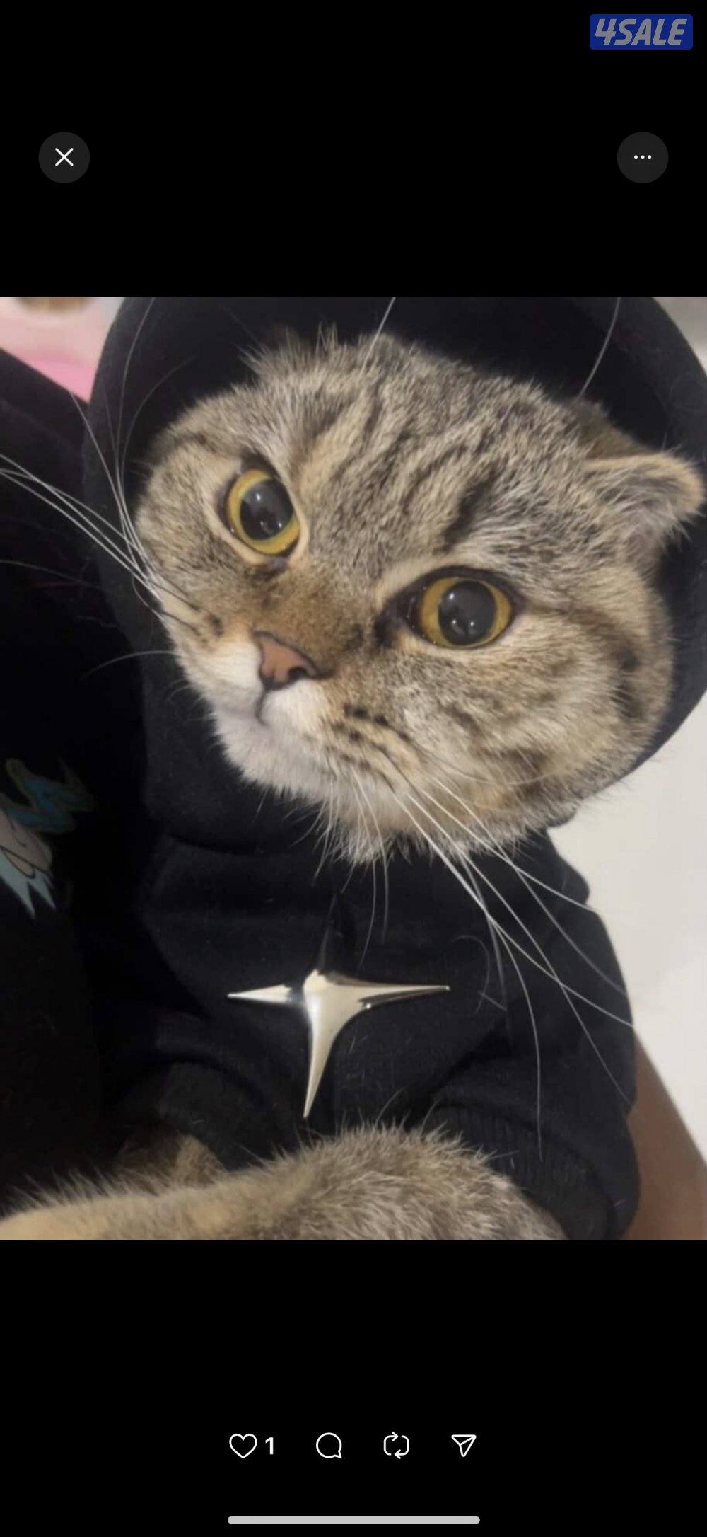 للبيع قطوه لعوبة تحب اللعب والتفاعل مع اهل البيت عمرها سنه وشهرين0