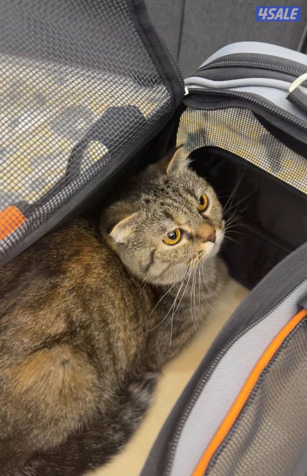 للبيع قطوه لعوبة تحب اللعب والتفاعل مع اهل البيت عمرها سنه وشهرين1