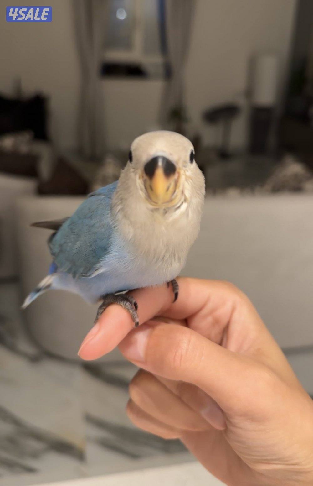 طير لوڤ بير ربوه0