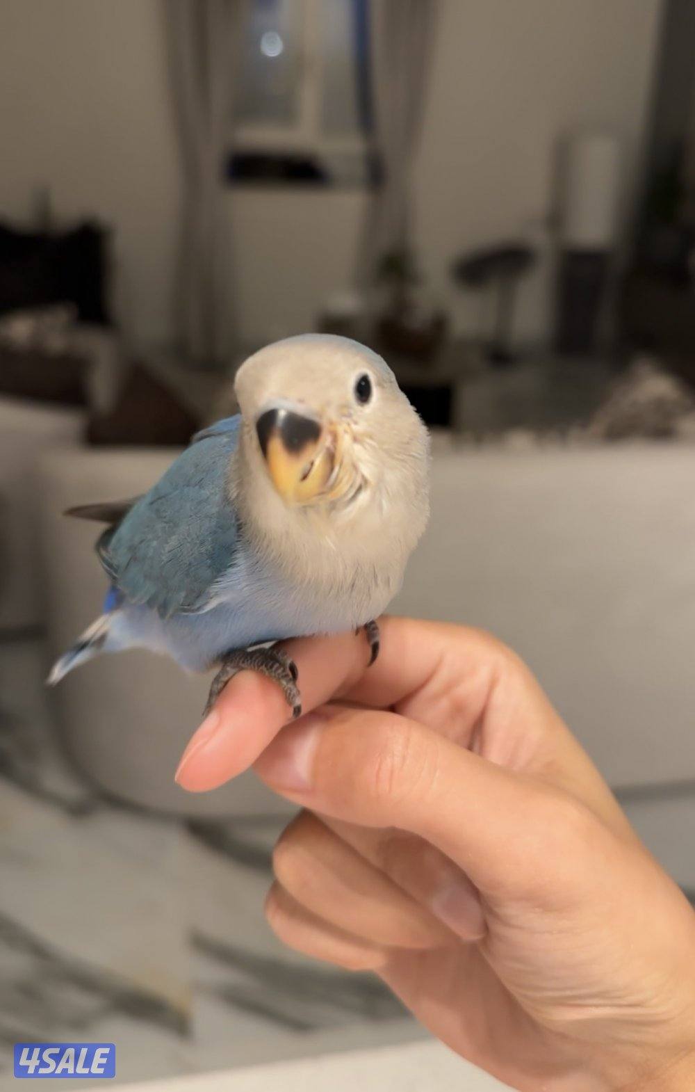 طير لوڤ بير ربوه2