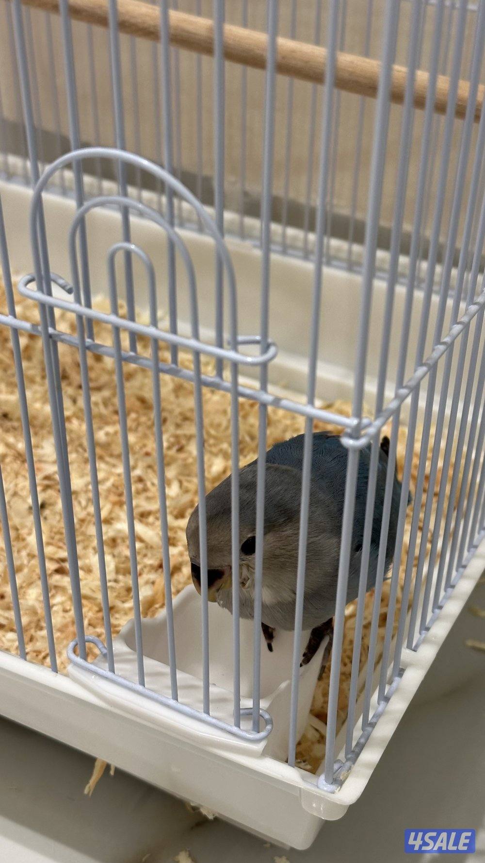 طير لوڤ بير ربوه3