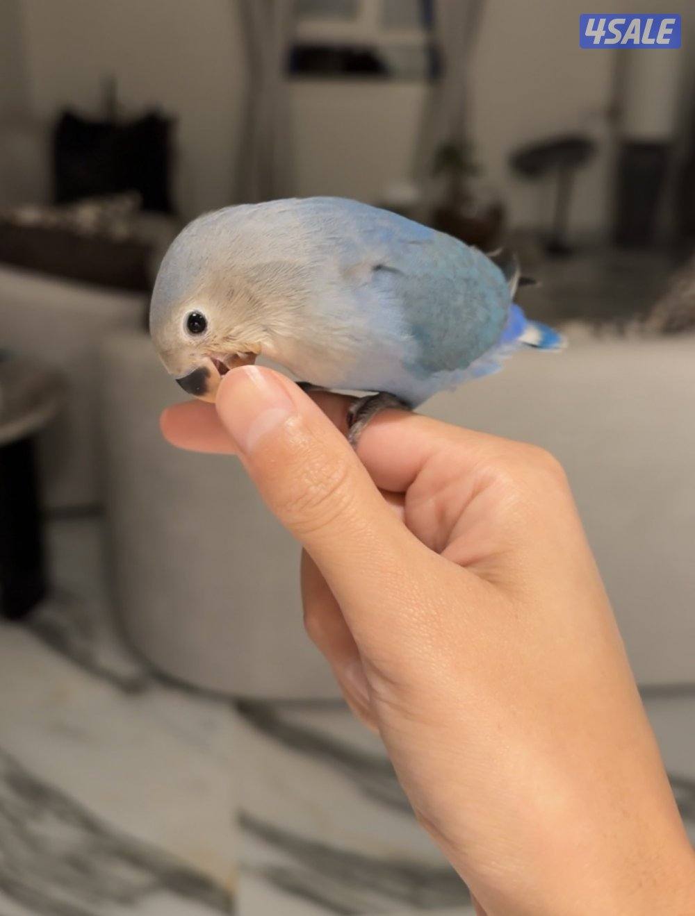 طير لوڤ بير ربوه4