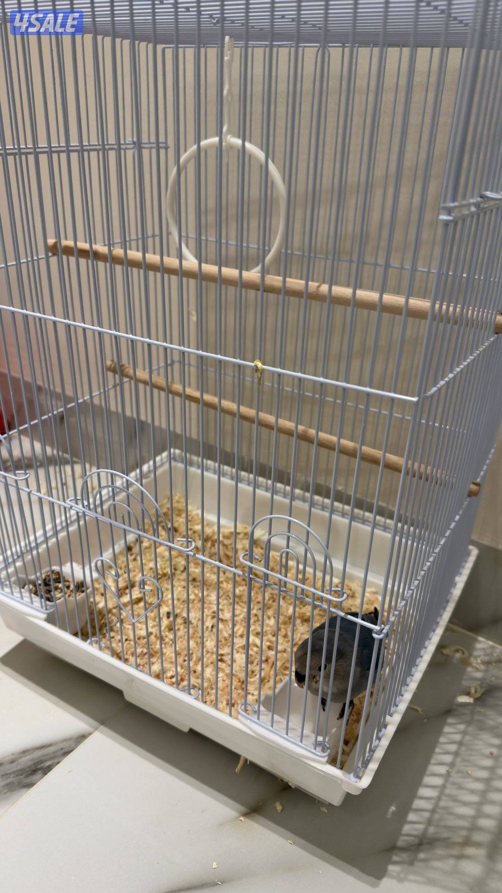 طير لوڤ بير ربوه7