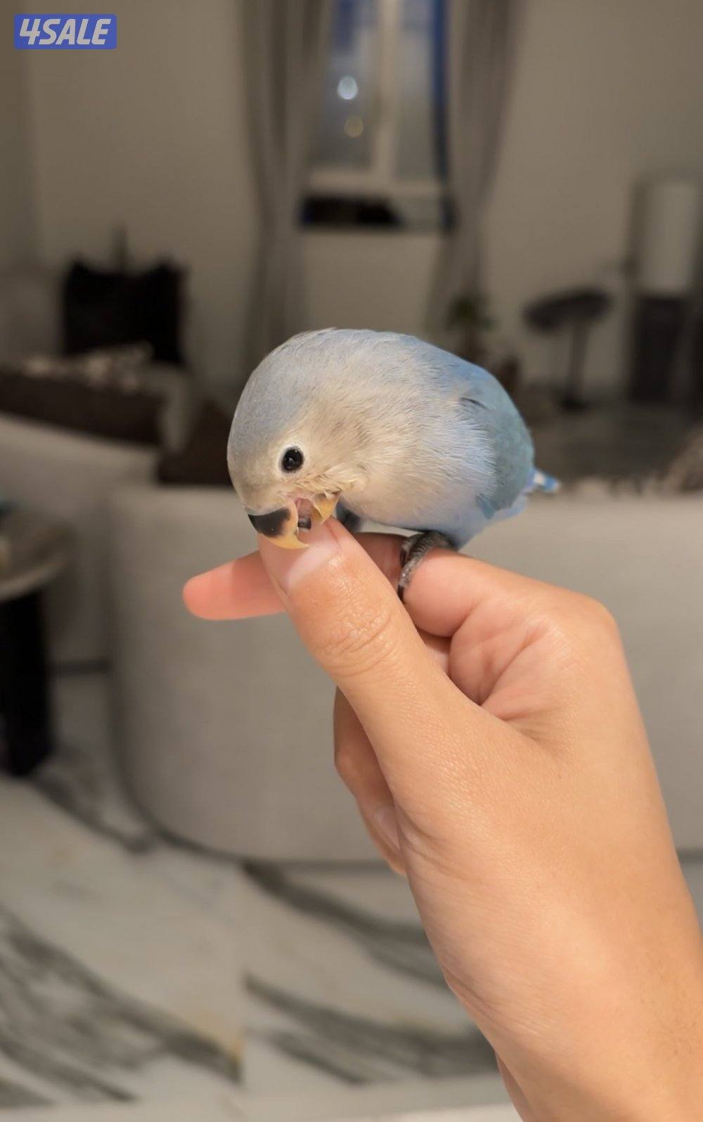 طير لوڤ بير ربوه6