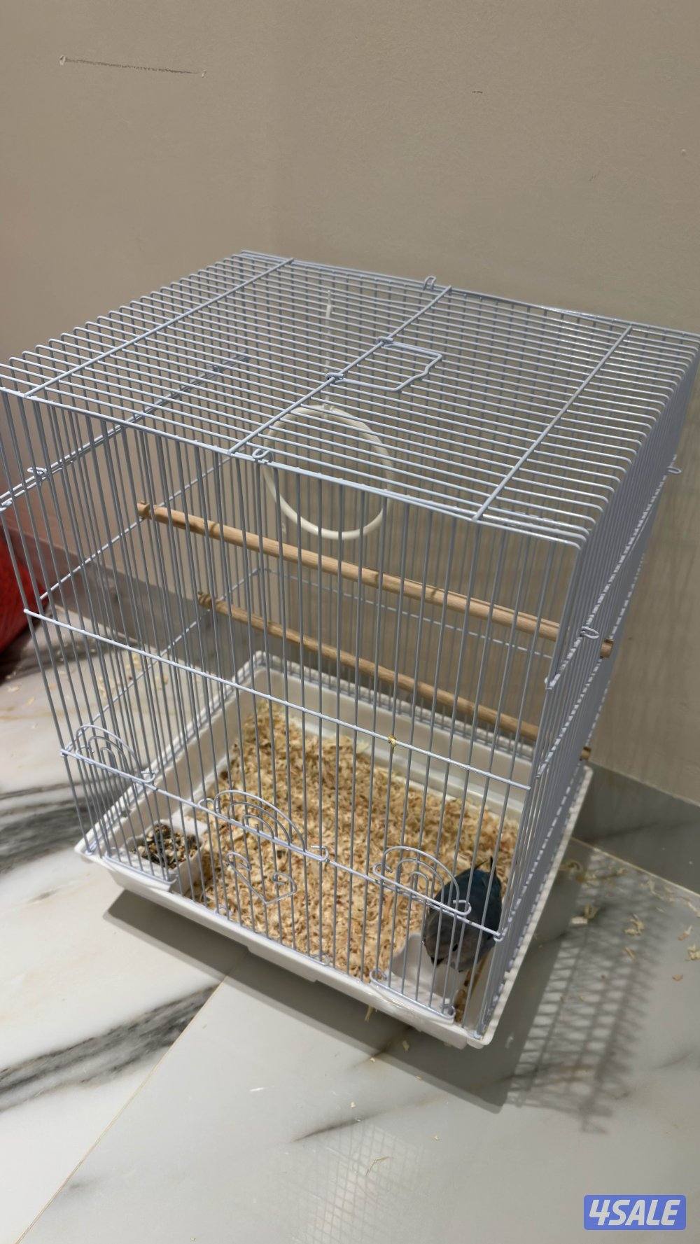 طير لوڤ بير ربوه8