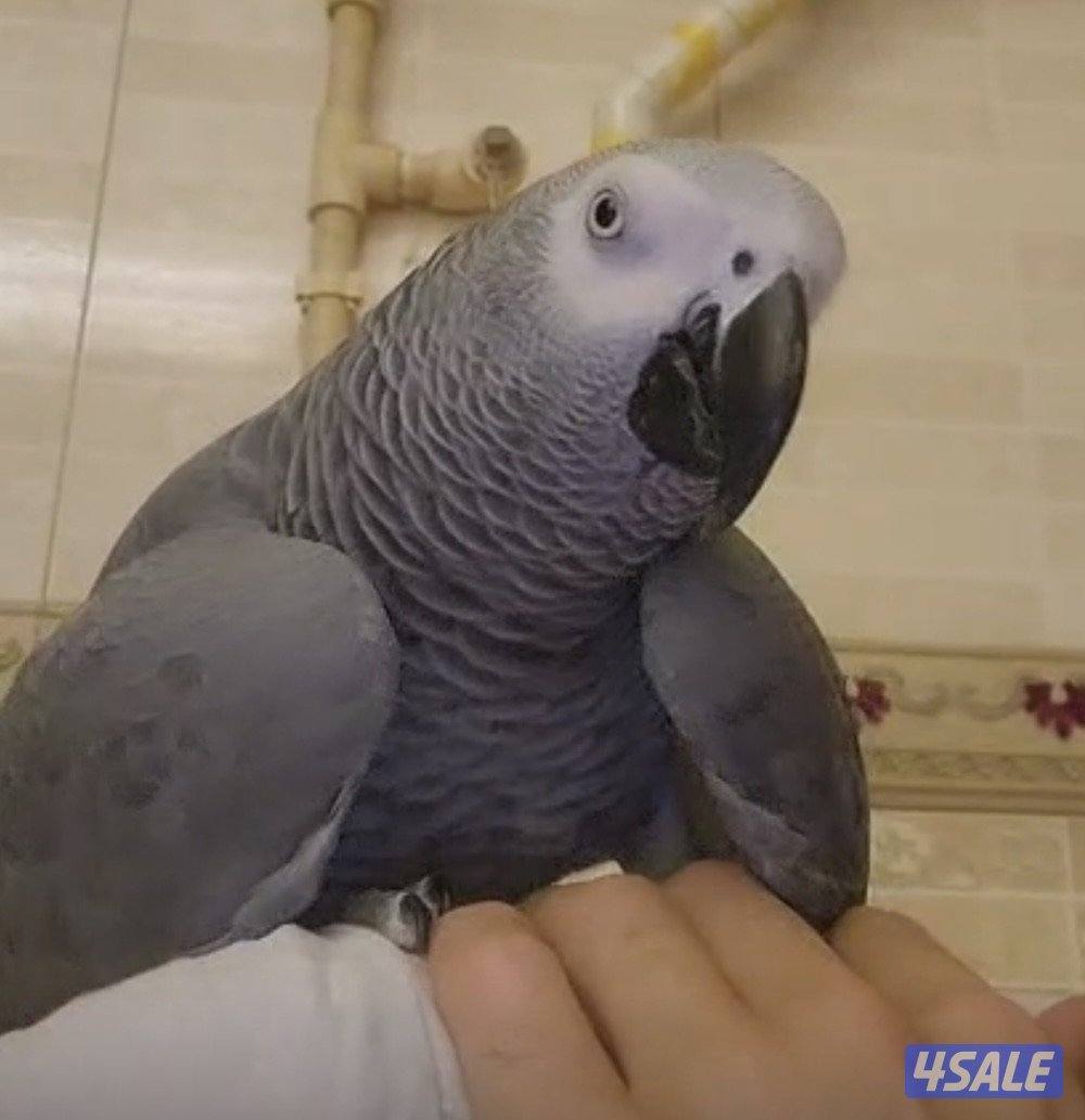 كاسكو مفقود في خيطان على من يجده الاتصال على الرقم0