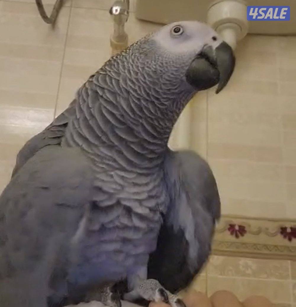 كاسكو مفقود في خيطان على من يجده الاتصال على الرقم1