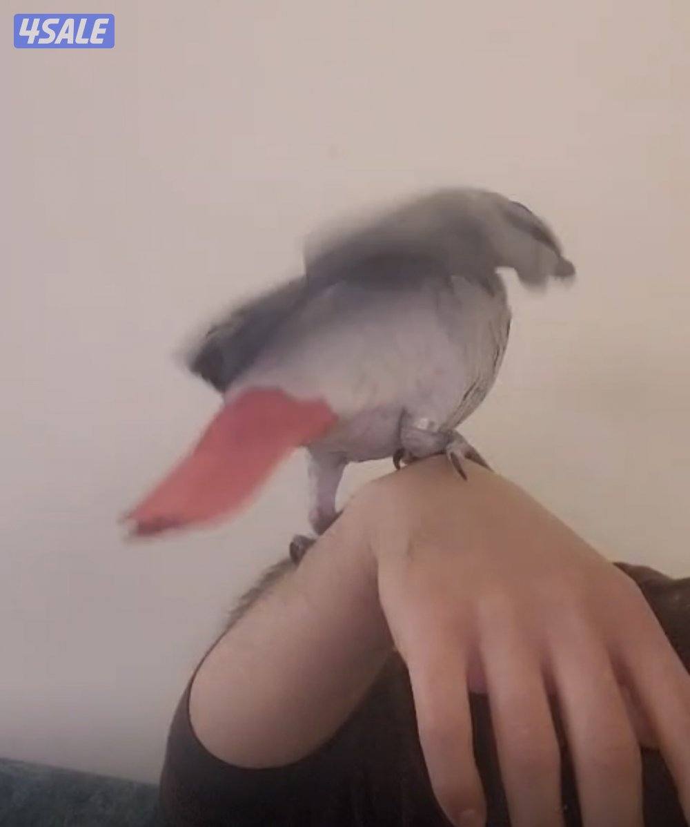 كاسكو مفقود في خيطان على من يجده الاتصال على الرقم2