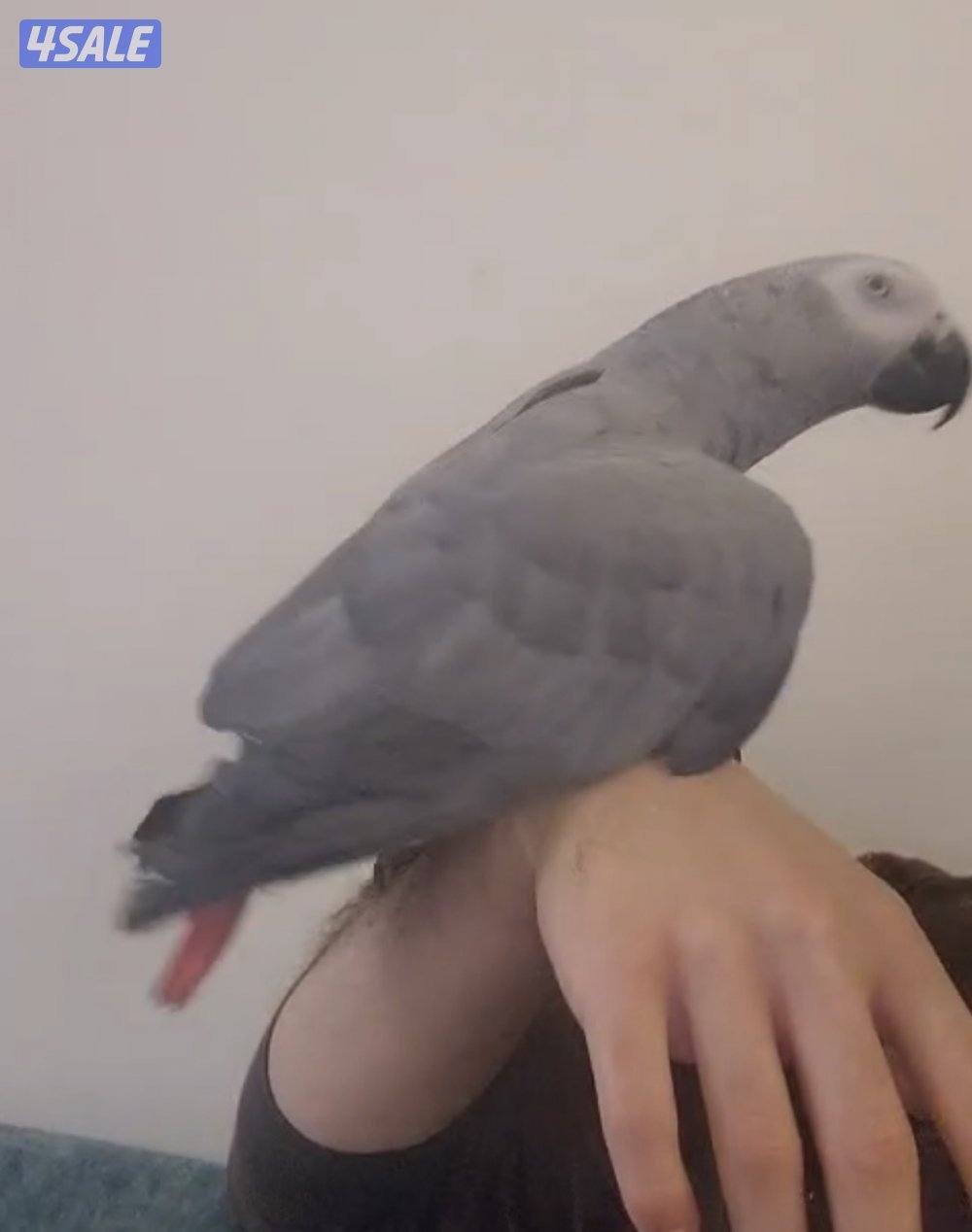 كاسكو مفقود في خيطان على من يجده الاتصال على الرقم3