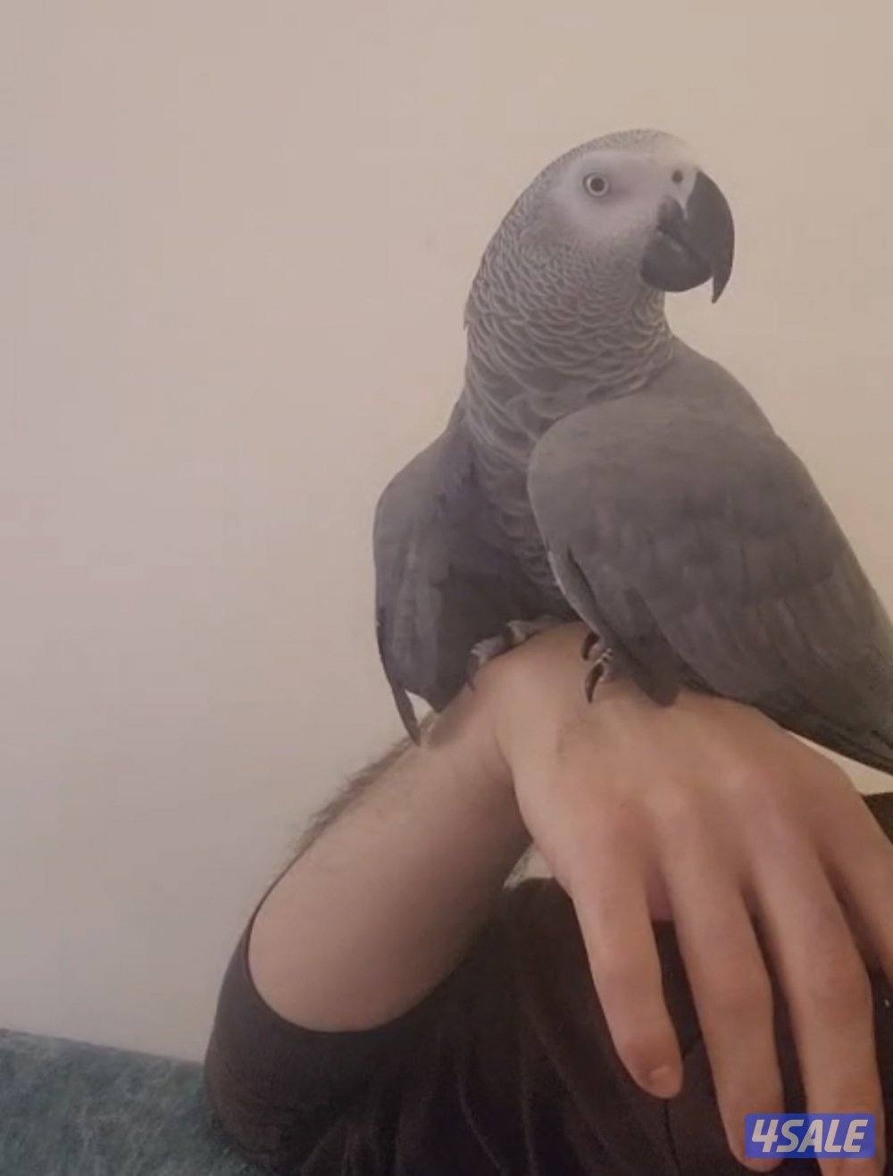 كاسكو مفقود في خيطان على من يجده الاتصال على الرقم4