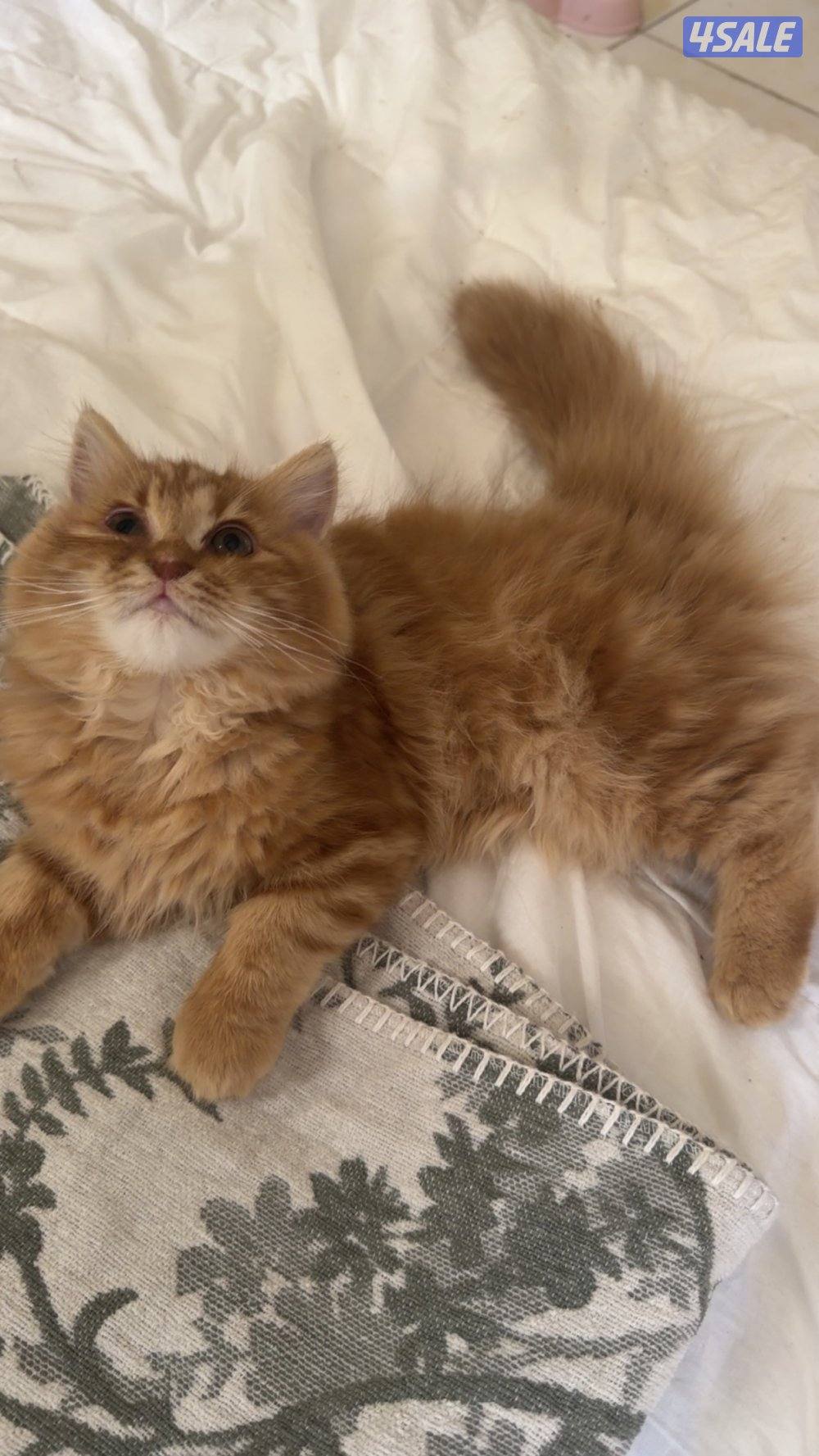 سعد العبدالله0