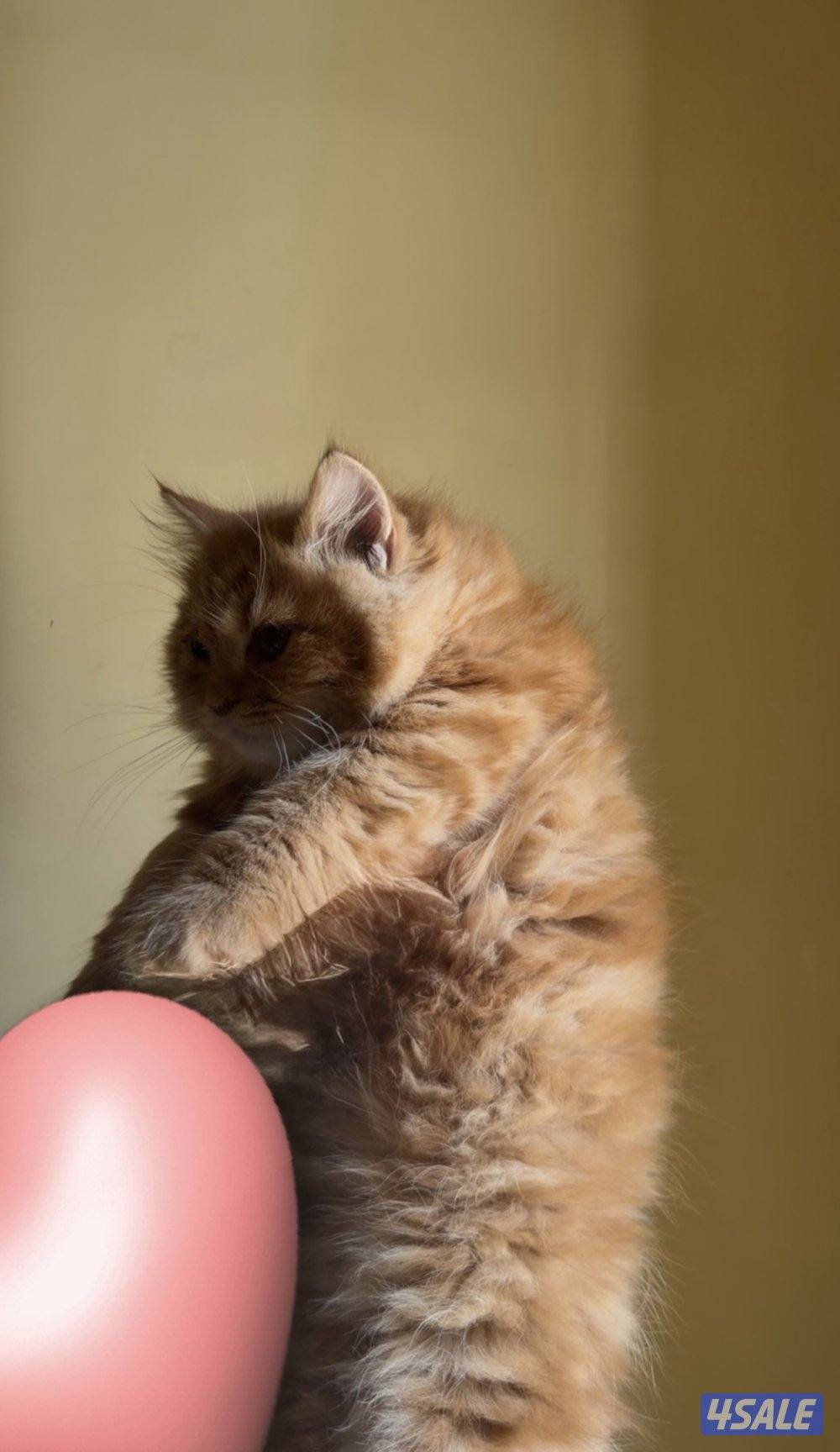 سعد العبدالله1