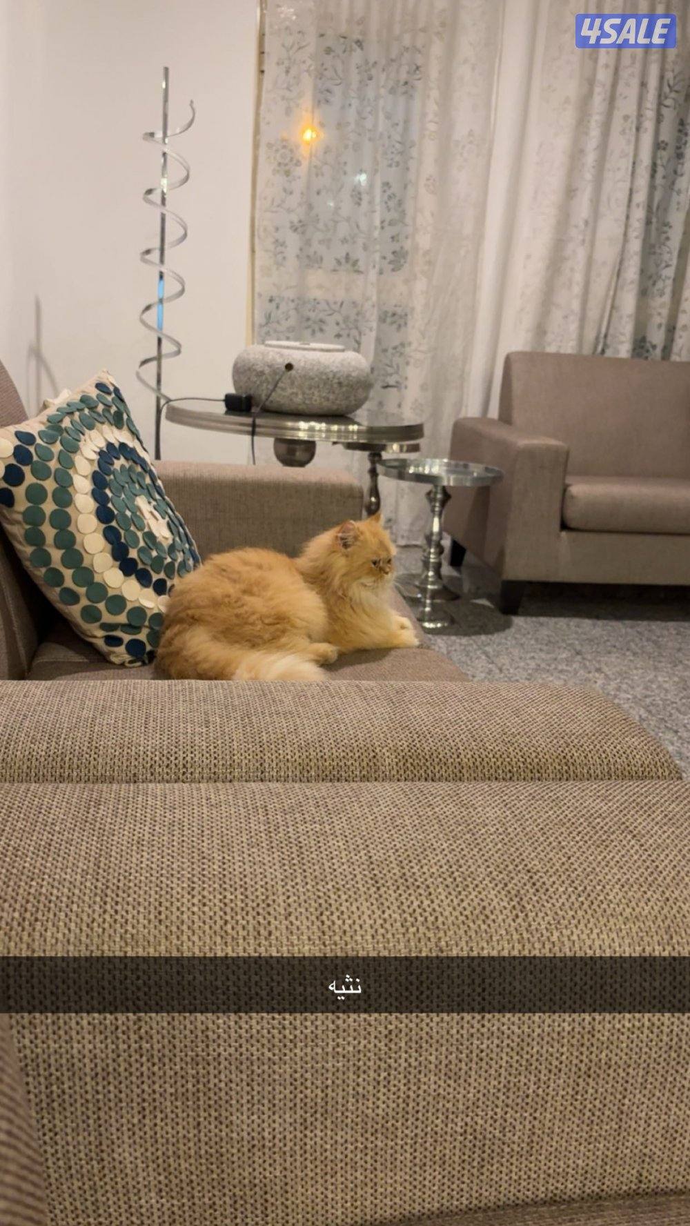 للتبني ذكر ونثيه0