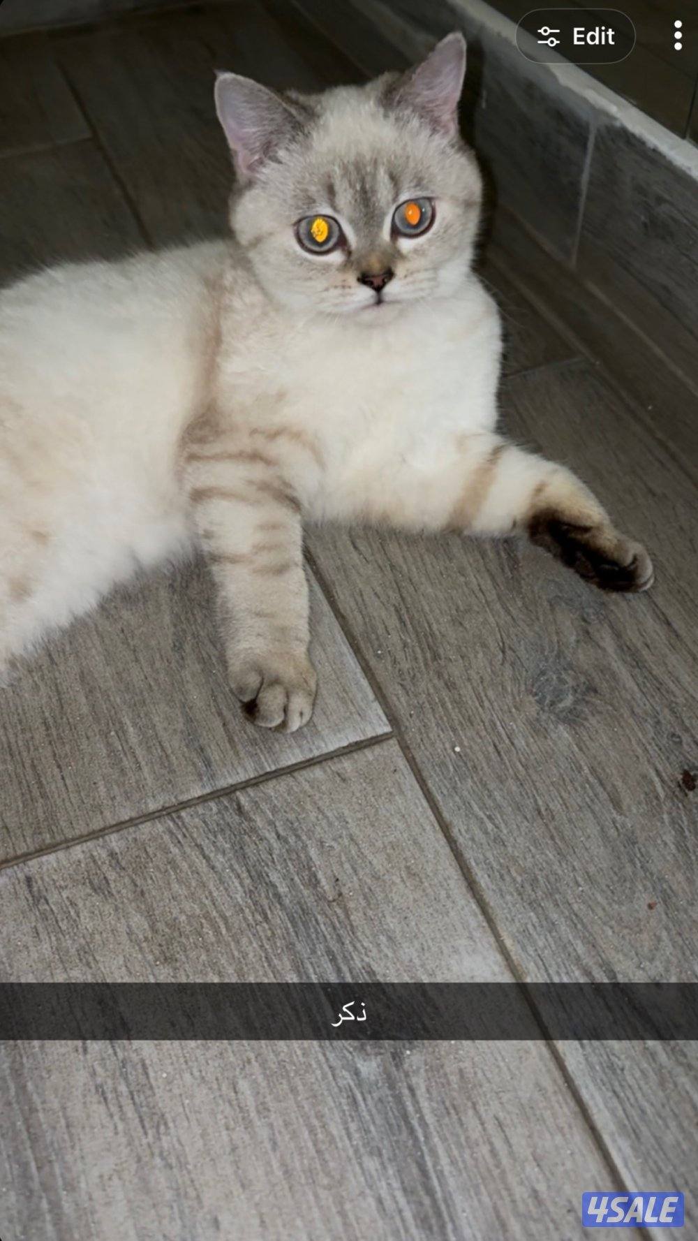 للتبني ذكر ونثيه1