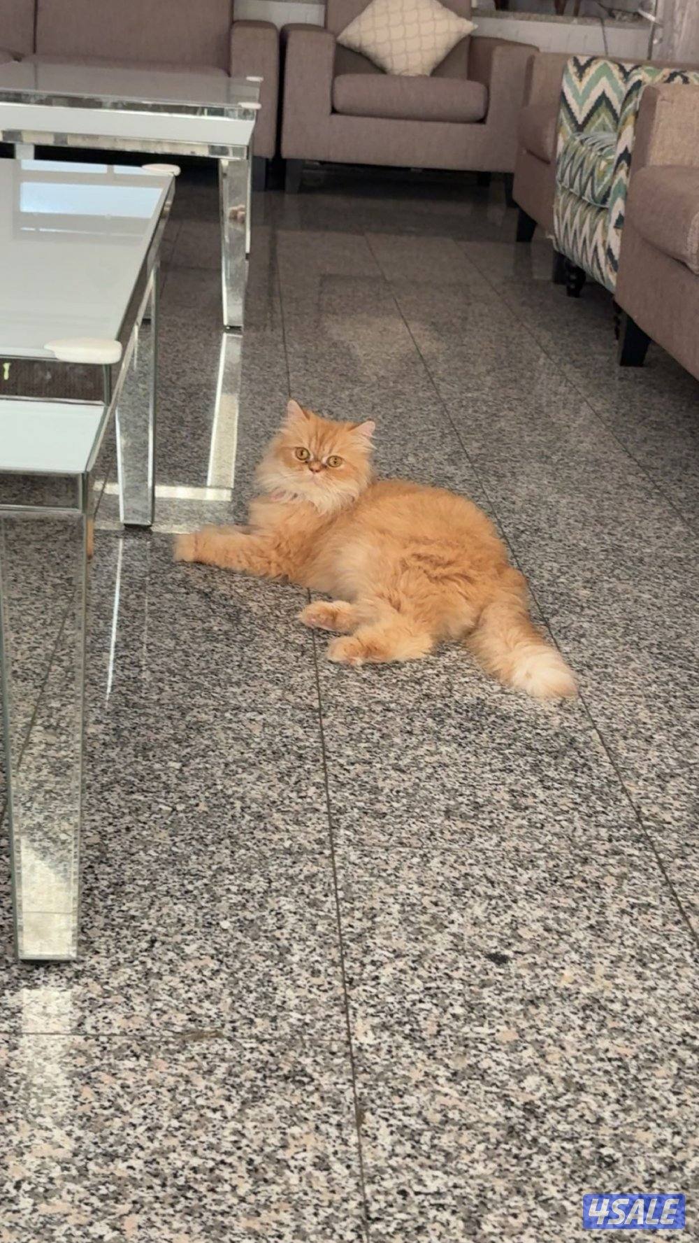 للتبني ذكر ونثيه2