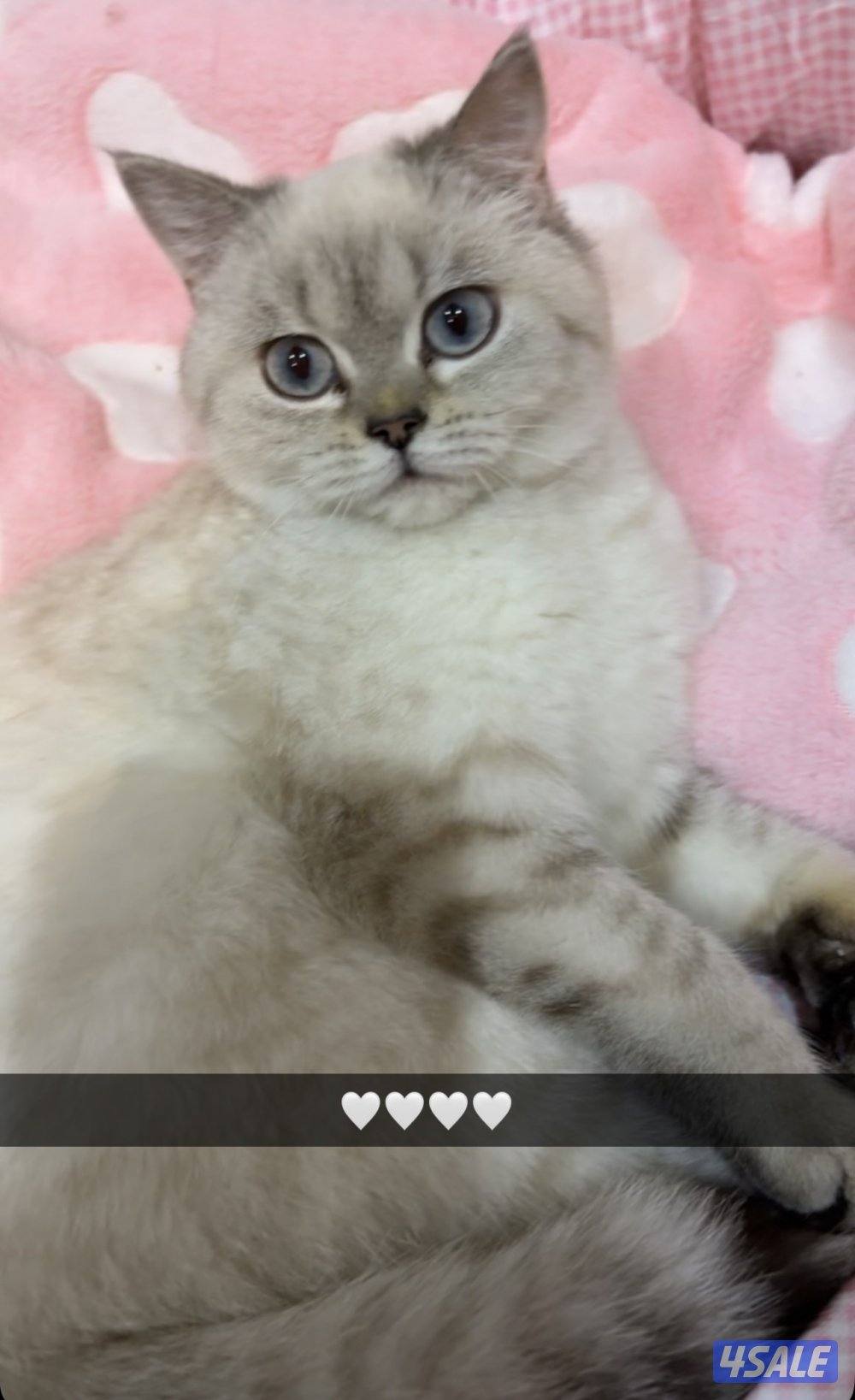 للتبني ذكر ونثيه3