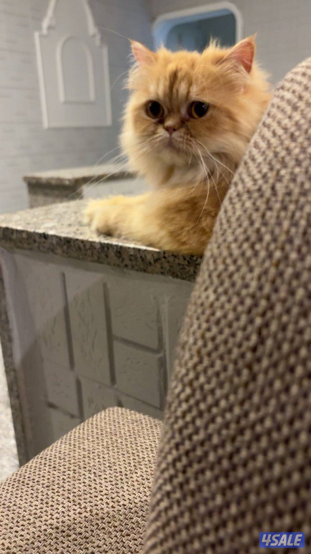 للتبني ذكر ونثيه4