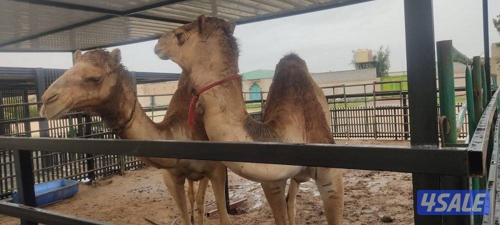 للبيع عدد ٢ حقايق فيهم شريحة عمانيات اصيله0