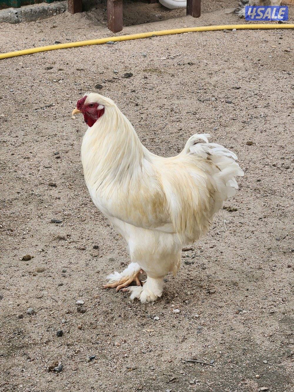 للبيع براهما0