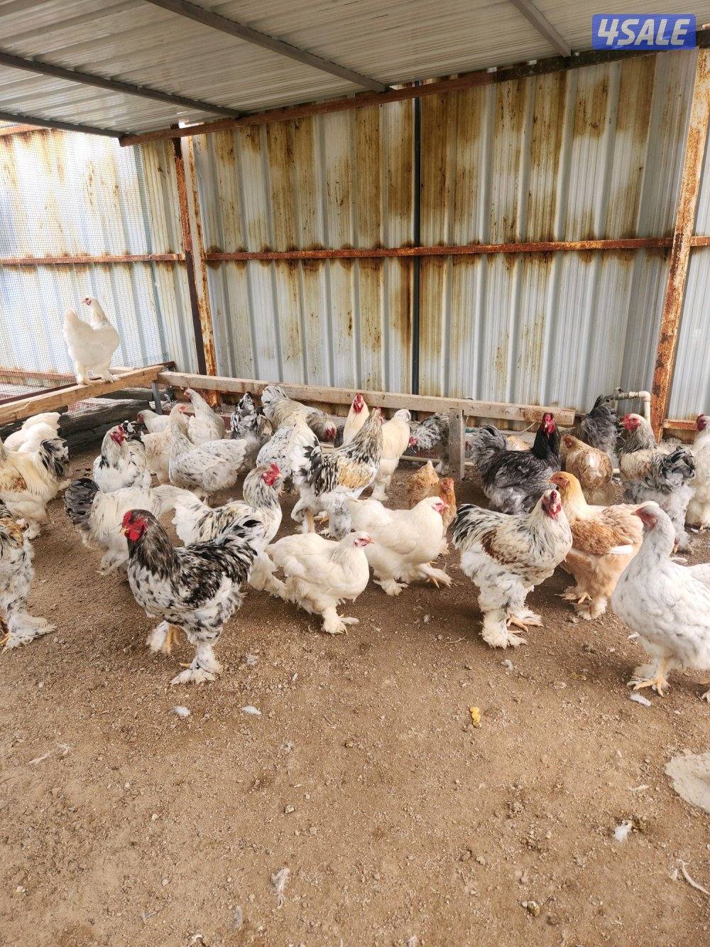 للبيع براهما1