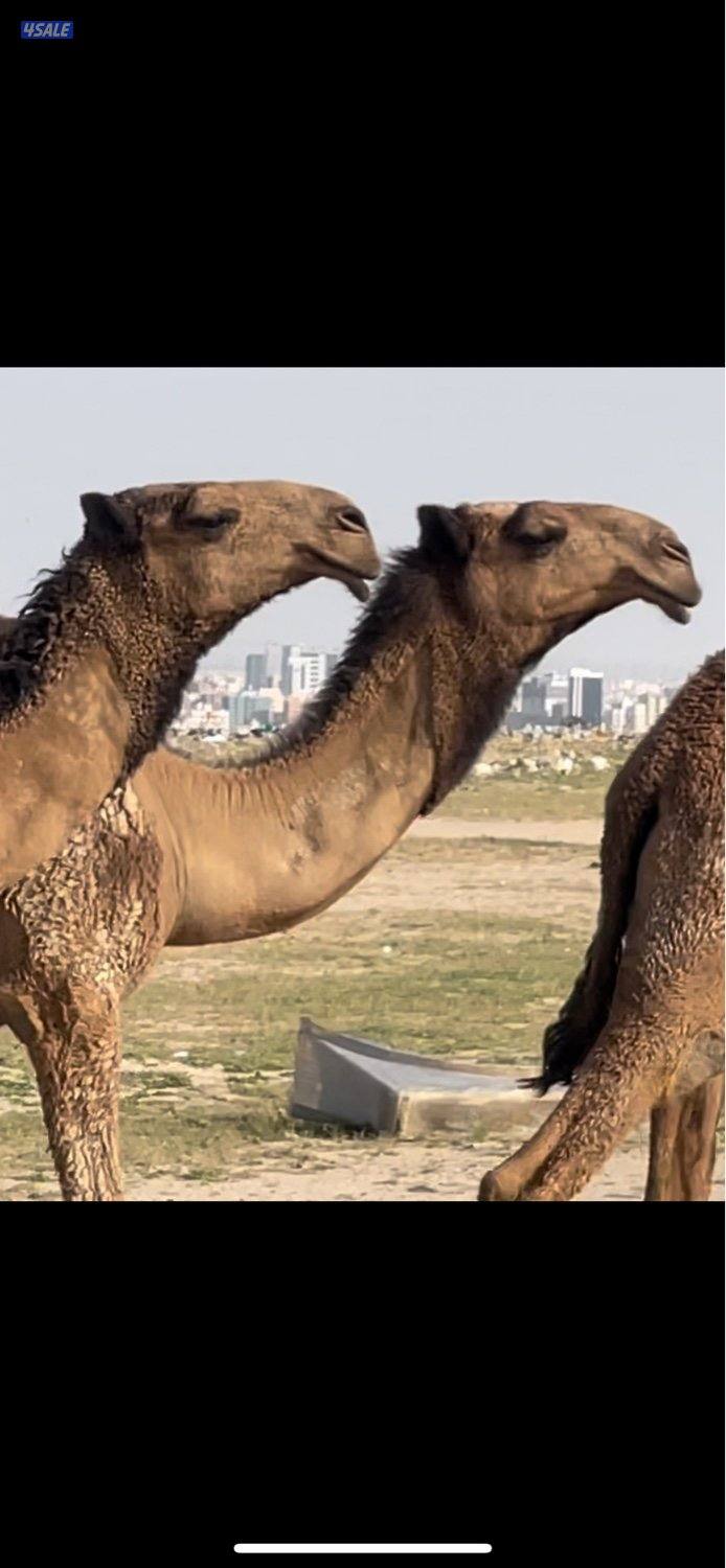 ابكار مزاين العدد7 صفر0