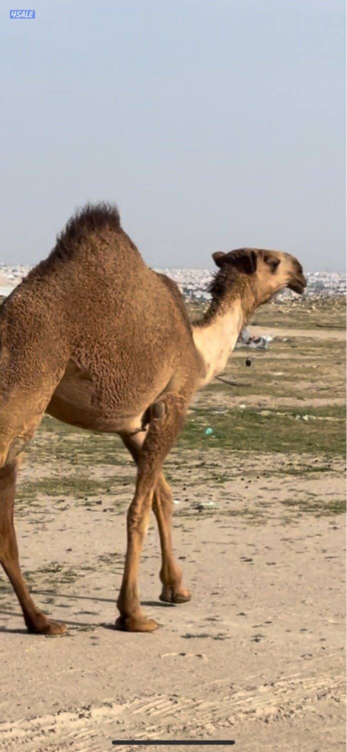 ابكار مزاين العدد7 صفر1