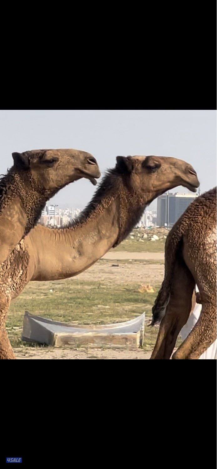 ابكار مزاين العدد7 صفر2