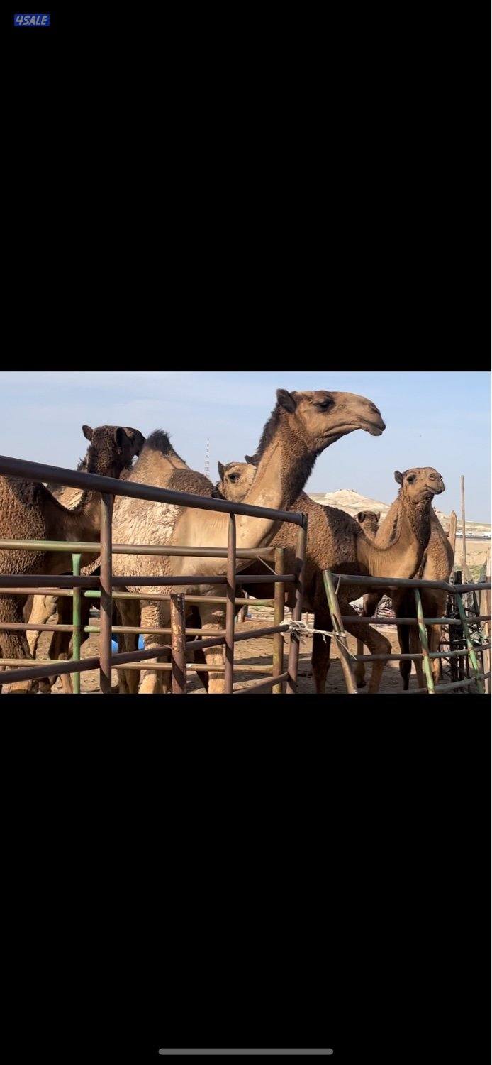 ابكار مزاين العدد7 صفر3