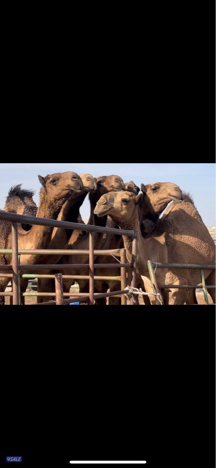 ابكار مزاين العدد7 صفر4