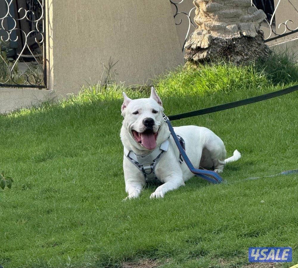 Dogo Argentino male and Pitbull female - for sale 🐾0