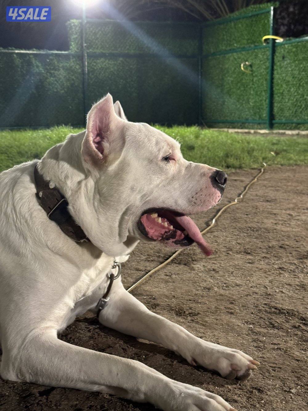 Dogo Argentino male and Pitbull female - for sale 🐾1