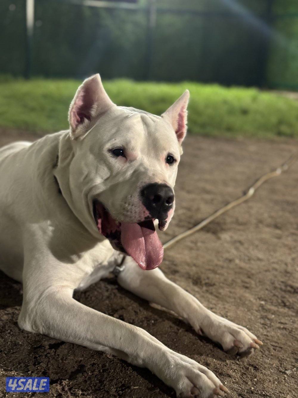 Dogo Argentino male and Pitbull female - for sale 🐾2